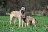 IRISH WOLFHOUND 265